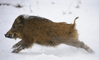 Ein Überläufer im Schnee. Das etwa 30 Kilo schwere Tier, das im November an der Grenze zum Kreis Herford erlegt wurde, sah in etwa so aus. - Willi Rolfes, Vechta Ein Überläufer im Schnee. Das etwa 30 Kilo schwere Tier, das im November an der Grenze zum Kreis Herford erlegt wurde, sah in etwa so aus. - Willi Rolfes, Vechta