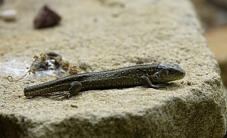 Bei Feindangriffen kann die Eidechse Teile des Schwanzes abwerfen. Der abgeworfene Schwanz wächst im Lauf der Zeit nach, doch nur teilweise. - Karl Heinz Niehus Bei Feindangriffen kann die Eidechse Teile des Schwanzes abwerfen. Der abgeworfene Schwanz wächst im Lauf der Zeit nach, doch nur teilweise. - Karl Heinz Niehus