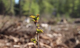 Den Kahlflächen im Brakeler Bürgerwald soll nach und nach neues Leben eingehaucht werden. - Alexander Graßhoff Den Kahlflächen im Brakeler Bürgerwald soll nach und nach neues Leben eingehaucht werden. - Alexander Graßhoff