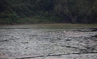 Schlammig und algig ist der Lohbuschteich. Viele Fische verenden hier jedes Jahr. - Dana Thoeren Schlammig und algig ist der Lohbuschteich. Viele Fische verenden hier jedes Jahr. - Dana Thoeren