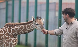Gerade die Tierbabies wie die kleine Giraffe, die dem Zoologischen Direktor Markus Köchling quasi aus der Hand frisst, brauchen es im Winter muckelig warm im Stall. - Sigurd Gringel Gerade die Tierbabies wie die kleine Giraffe, die dem Zoologischen Direktor Markus Köchling quasi aus der Hand frisst, brauchen es im Winter muckelig warm im Stall. - Sigurd Gringel