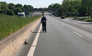 Die Betonwand zwischen den Fahrbahnen erweist sich für die Küken als unüberwindbares Hindernis. - Polizei Paderborn Die Betonwand zwischen den Fahrbahnen erweist sich für die Küken als unüberwindbares Hindernis. - Polizei Paderborn