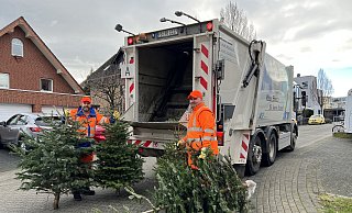 Die Mitarbeiter des ASP sammelten in Paderborn täglich mehr als 1.000 Bäume ein. - ASP Die Mitarbeiter des ASP sammelten in Paderborn täglich mehr als 1.000 Bäume ein. - ASP