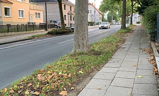 An der Elverdisser Straße: Rechts der Fußweg, erkennbar an den Gehwegplatten, links der Radweg, erkennbar an Bäumen, Wiese und fehlendem Pflaster. - Stefan Boscher An der Elverdisser Straße: Rechts der Fußweg, erkennbar an den Gehwegplatten, links der Radweg, erkennbar an Bäumen, Wiese und fehlendem Pflaster. - Stefan Boscher
