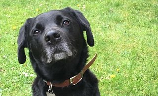 Das ist der 13-jährige Hunde-Senior Bruno. - privat Das ist der 13-jährige Hunde-Senior Bruno. - privat
