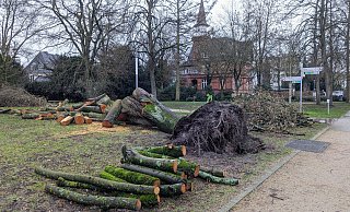 Diese Linde ist vor Weihnachten umgestürzt. Bisher wurde der Baum zersägt, die einzelnen Teile aber noch nicht abtransportiert. - Susanne Blersch Diese Linde ist vor Weihnachten umgestürzt. Bisher wurde der Baum zersägt, die einzelnen Teile aber noch nicht abtransportiert. - Susanne Blersch
