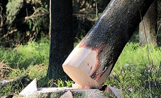 Der Baum, der in Stieghorst auf den Gleisen der Linie 4 kippte hatte knapp 20 Zentimeter Durchmesser. - Symbolfoto: pixabay / Creative Commons Der Baum, der in Stieghorst auf den Gleisen der Linie 4 kippte hatte knapp 20 Zentimeter Durchmesser. - Symbolfoto: pixabay / Creative Commons