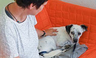 Manche Tiere reagieren besonders ängstlich, wenn sie Feuerwerk hören. Statt sie zu bemitleiden, sollten Tierhalter möglichst für eine entspannte Atmosphäre sorgen und Spielerituale integrieren. - Symbolfoto: dpa/Patrick Pleul Manche Tiere reagieren besonders ängstlich, wenn sie Feuerwerk hören. Statt sie zu bemitleiden, sollten Tierhalter möglichst für eine entspannte Atmosphäre sorgen und Spielerituale integrieren. - Symbolfoto: dpa/Patrick Pleul