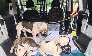 Die drei Staffordshire-Terrier-Mix-Rüden wurden im Transporter gemeinsam zum Tierheim Lübbecke gebracht. - Tierheim Lübbecke Die drei Staffordshire-Terrier-Mix-Rüden wurden im Transporter gemeinsam zum Tierheim Lübbecke gebracht. - Tierheim Lübbecke