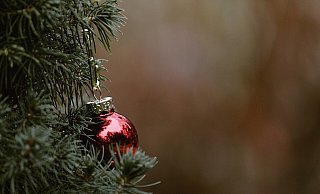 In den Kommunen werden die Bäume abgeholt. - Pixabay (Symbolbild) In den Kommunen werden die Bäume abgeholt. - Pixabay (Symbolbild)