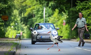 Hoch gefährlich: Der wilde Storch überquert die Dornberger Straße. - Sarah Jonek Hoch gefährlich: Der wilde Storch überquert die Dornberger Straße. - Sarah Jonek