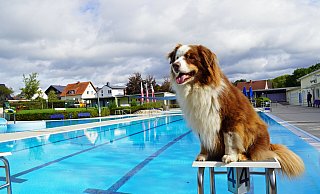 Auch Sid freut sich schon auf den Badespaß für Vierbeiner im Brakeler Sommer-Bad. - Stadt Brakel Auch Sid freut sich schon auf den Badespaß für Vierbeiner im Brakeler Sommer-Bad. - Stadt Brakel