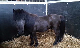 Das Shetlandpony wird im Reiterhof Kampeter bestens versorgt. - Tierschutzverein Bielefeld Das Shetlandpony wird im Reiterhof Kampeter bestens versorgt. - Tierschutzverein Bielefeld