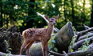 Bei den Rothirschen im Tierpark Olderdissen sorgen drei weiß gepunktete Kälbchen für Leben im Gehege. - Steven McAlpine/Stadt Bielefeld Bei den Rothirschen im Tierpark Olderdissen sorgen drei weiß gepunktete Kälbchen für Leben im Gehege. - Steven McAlpine/Stadt Bielefeld