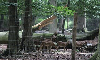 Eine Baumkrone ist noch vor den Gewittern während der Hitzeperiode ins Damwildgehege gestürzt. - Ulf Hanke Eine Baumkrone ist noch vor den Gewittern während der Hitzeperiode ins Damwildgehege gestürzt. - Ulf Hanke