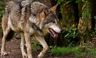 Ende Februar wurde in Bünde-Muckum ein Wolf totgefahren. - Symbolfoto: Pixabay/Alexas_Fotos Ende Februar wurde in Bünde-Muckum ein Wolf totgefahren. - Symbolfoto: Pixabay/Alexas_Fotos