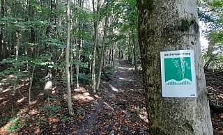 Noch ist unklar, ob die Wälder der Egge (hier zwischen Bad Lippspringe und Schlangen) zum Nationalpark werden. - Uwe Müller Noch ist unklar, ob die Wälder der Egge (hier zwischen Bad Lippspringe und Schlangen) zum Nationalpark werden. - Uwe Müller