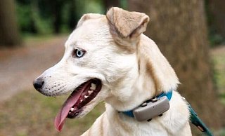 Huskymix Elsa wurde übers Internet nach Bielefeld verkauft und dann weiter nach Dortmund - als Familienhund, was sie ganz und gar nicht ist. - privat Huskymix Elsa wurde übers Internet nach Bielefeld verkauft und dann weiter nach Dortmund - als Familienhund, was sie ganz und gar nicht ist. - privat