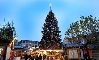 Die große Tanne auf dem Alten Markt leuchtet schon probeweise. - Frank-Michael Kiel-Steinkamp Die große Tanne auf dem Alten Markt leuchtet schon probeweise. - Frank-Michael Kiel-Steinkamp