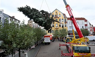 Am Autokran schwebt der Weihnachtsbaum vom Spezial-Lkw auf den Alten Markt. - Frank-Michael Kiel-Steinkamp Am Autokran schwebt der Weihnachtsbaum vom Spezial-Lkw auf den Alten Markt. - Frank-Michael Kiel-Steinkamp