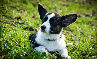 Die Gemeinde Hövelhof warnt Hundehalter nach mehrfachen Funden vor möglichen Giftködern. (Symbolbild) - Pixabay/susanne906 Die Gemeinde Hövelhof warnt Hundehalter nach mehrfachen Funden vor möglichen Giftködern. (Symbolbild) - Pixabay/susanne906