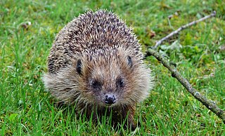 Igel im Anmarsch: Das Wildtier freut sich über naturnahe Gärten, die eine intakte Nahrungskette bieten. Das ideale Winterquartier besteht aus einem Haufen aus totem Holz, Reisig und Laub. - Karl-Heinz Niehus Igel im Anmarsch: Das Wildtier freut sich über naturnahe Gärten, die eine intakte Nahrungskette bieten. Das ideale Winterquartier besteht aus einem Haufen aus totem Holz, Reisig und Laub. - Karl-Heinz Niehus