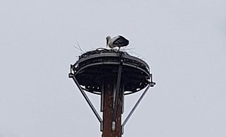 Ein Storch hat am Freitagvormittag das neue Nest schon inspiziert. Ob es Ovo war, werden die nächsten Tage zeigen. - Privat/Maderas Ein Storch hat am Freitagvormittag das neue Nest schon inspiziert. Ob es Ovo war, werden die nächsten Tage zeigen. - Privat/Maderas