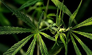 In einer Lagerhalle haben ein Bielefelder und zwei Kumpel im großen Stil Marihuana angebaut. Vor Gericht sind die drei aus allen Wolken gefallen, was den Ertrag ihrer Zucht angeht. - Pixabay/Sudheir Kumar In einer Lagerhalle haben ein Bielefelder und zwei Kumpel im großen Stil Marihuana angebaut. Vor Gericht sind die drei aus allen Wolken gefallen, was den Ertrag ihrer Zucht angeht. - Pixabay/Sudheir Kumar