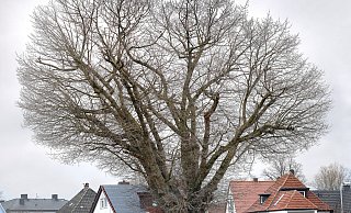 Das Ringen um ihre Zukunft hält an: Die Sumpfeiche steht auf der Gewerbebrache zwischen Siedlung und neuer DHL-Zentrale in Gütersloh. - Andreas Frücht Das Ringen um ihre Zukunft hält an: Die Sumpfeiche steht auf der Gewerbebrache zwischen Siedlung und neuer DHL-Zentrale in Gütersloh. - Andreas Frücht