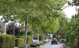 Die Anlieger der Ebertstraße wünschen sich im Herbst Unterstützung von der Stadt, um der Flut an Laub Herr zu werden. - Frank-Michael Kiel-Steinkamp Die Anlieger der Ebertstraße wünschen sich im Herbst Unterstützung von der Stadt, um der Flut an Laub Herr zu werden. - Frank-Michael Kiel-Steinkamp