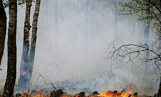 Bilder wie diese sind im Moment unwahrscheinlich. Dennoch sind Besucherinnen und Besucher des Waldes dazu aufgerufen, wachsam zu sein. - Wald und Holz NRW / T. Deckert Bilder wie diese sind im Moment unwahrscheinlich. Dennoch sind Besucherinnen und Besucher des Waldes dazu aufgerufen, wachsam zu sein. - Wald und Holz NRW / T. Deckert