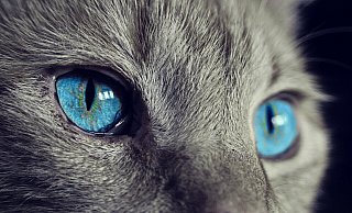 Eine Katze sprang an den Türgriff und verriegelte sie. (Symbolbild) - Pixabay Eine Katze sprang an den Türgriff und verriegelte sie. (Symbolbild) - Pixabay