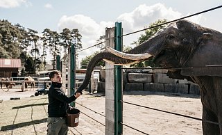 Der Zoologische Leiter, Markus Köchling, füttert eine Afrikanische Elefantenkuh. Im Safariland Stukenbrock leben vier ehemalige Zirkuselefantenkühe in einer Senioren-WG. - FOTO: Anja Tewisina Der Zoologische Leiter, Markus Köchling, füttert eine Afrikanische Elefantenkuh. Im Safariland Stukenbrock leben vier ehemalige Zirkuselefantenkühe in einer Senioren-WG. - FOTO: Anja Tewisina