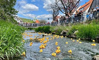 Die Enten sind auf der Bever schnell unterwegs. - privat Die Enten sind auf der Bever schnell unterwegs. - privat
