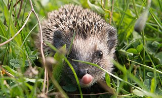 Der Igel ist Tier des Jahres 2024. - Sebastian Kahnert Der Igel ist Tier des Jahres 2024. - Sebastian Kahnert