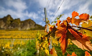 Bunt gefärbte Weinblätter hängen unterhalb des Drachenfelses an einem Rebstock. In NRW ist es ungewöhnlich warm am letzten Oktoberwochenende 2022. - Oliver Berg Bunt gefärbte Weinblätter hängen unterhalb des Drachenfelses an einem Rebstock. In NRW ist es ungewöhnlich warm am letzten Oktoberwochenende 2022. - Oliver Berg