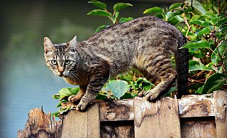 Damit auch scheue Katzen ohne eigenes Zuhause kastriert werden, organisiert der Bielefelder Tierschutzverein regelmäßig Kastrationsaktionen. Doch die Wirkung verpufft, wenn private Halter nicht mitziehen. - Pixabay (Symbolbild) Damit auch scheue Katzen ohne eigenes Zuhause kastriert werden, organisiert der Bielefelder Tierschutzverein regelmäßig Kastrationsaktionen. Doch die Wirkung verpufft, wenn private Halter nicht mitziehen. - Pixabay (Symbolbild)