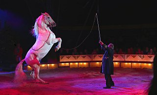 Der Zirkus Belly hat auch Pferde dabei. wenn er ab Donnerstag seine Vorstellungen gibt. - Zirkus Belly Der Zirkus Belly hat auch Pferde dabei. wenn er ab Donnerstag seine Vorstellungen gibt. - Zirkus Belly