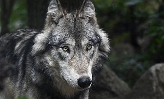 Auf Stippvisite: Oft handelt es sich bei gesichteten Wölfen um Jungtiere auf der Suche nach einem Partner oder einem Revier. - C. Sagniez/Pixabay (Symbolfoto) Auf Stippvisite: Oft handelt es sich bei gesichteten Wölfen um Jungtiere auf der Suche nach einem Partner oder einem Revier. - C. Sagniez/Pixabay (Symbolfoto)