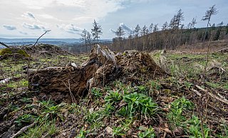 Angesichts feuchter Waldböden wirbt der Landesbetrieb Wald und Holz für eine Wiederaufforstung der Waldflächen. - dpa Angesichts feuchter Waldböden wirbt der Landesbetrieb Wald und Holz für eine Wiederaufforstung der Waldflächen. - dpa