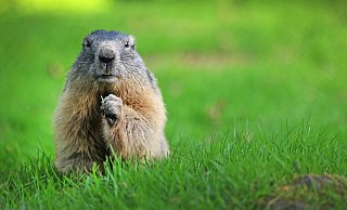 Auf seinen kurzen Beinchen ist das Murmeltier in den vergangenen Tagen ganz schön weit gelaufen. - Sarah Jonek Auf seinen kurzen Beinchen ist das Murmeltier in den vergangenen Tagen ganz schön weit gelaufen. - Sarah Jonek