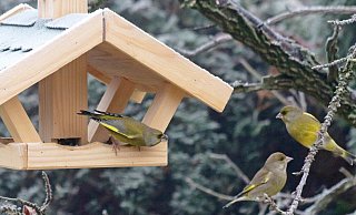 Hier laben sich Grünfinken an dem im Vogelhäuschen ausgelegten Futter. So lassen sie sich gut zählen. - Martin Düsterberg Hier laben sich Grünfinken an dem im Vogelhäuschen ausgelegten Futter. So lassen sie sich gut zählen. - Martin Düsterberg