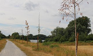 30 Bäume wurden im Rahmen des 1000-Bäume-Projekts im vergangenen Jahr von der Stadt am Tallesee gepflanzt. Überlebt haben die wenigsten. - Pauline Maus 30 Bäume wurden im Rahmen des 1000-Bäume-Projekts im vergangenen Jahr von der Stadt am Tallesee gepflanzt. Überlebt haben die wenigsten. - Pauline Maus