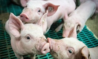 Im Wartebereich der Firma Tönnies in Rheda-Wiedenbrück wurden Ferkel geboren - ein Kreisveterinär soll die Tiere eigenhändig getötet haben. - Symbolfoto/Pixabay Im Wartebereich der Firma Tönnies in Rheda-Wiedenbrück wurden Ferkel geboren - ein Kreisveterinär soll die Tiere eigenhändig getötet haben. - Symbolfoto/Pixabay