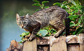 In einem Höxteraner Wohngebiet ist eine Katze angeschossen worden, die Polizei ermittelt. - (Symbolbild) Pixabay In einem Höxteraner Wohngebiet ist eine Katze angeschossen worden, die Polizei ermittelt. - (Symbolbild) Pixabay