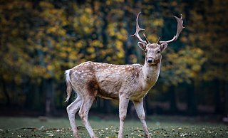 Im Jahr 2020 wurden in der Region Ostwestfalen-Lippe 13 Fälle der Jagdwilderei in der Polizeilichen Kriminalstatistik erfasst. - Symbolbild: Pixabay Im Jahr 2020 wurden in der Region Ostwestfalen-Lippe 13 Fälle der Jagdwilderei in der Polizeilichen Kriminalstatistik erfasst. - Symbolbild: Pixabay