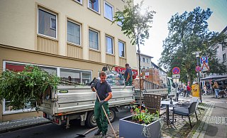 Mehr Grün für die Altstadt: Beim Altstadt-Versuch gab es erst einmal nur Kübel, auf Dauer sollen vielleicht gepflanzte Bäume folgen. - Sarah Jonek Fotografie Mehr Grün für die Altstadt: Beim Altstadt-Versuch gab es erst einmal nur Kübel, auf Dauer sollen vielleicht gepflanzte Bäume folgen. - Sarah Jonek Fotografie