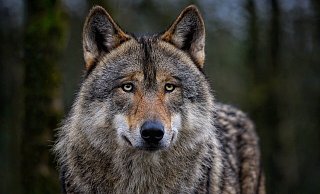 Ein Wolf soll Schafe gerissen haben. - Pixabay Ein Wolf soll Schafe gerissen haben. - Pixabay