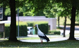 "Herr Meier" sucht auf dem Johannisberg im Gras nach Insekten und Mäusen. Im Hintergrund ist die Touristinformation zu sehen. - Sarah Jonek "Herr Meier" sucht auf dem Johannisberg im Gras nach Insekten und Mäusen. Im Hintergrund ist die Touristinformation zu sehen. - Sarah Jonek