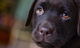 Drei Hundewelpen waren wohl reinrassige Labradore. - Symbolbild: Pixabay Drei Hundewelpen waren wohl reinrassige Labradore. - Symbolbild: Pixabay